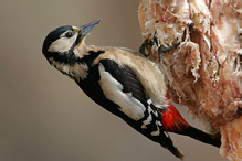 Great Spotted Woodpecker