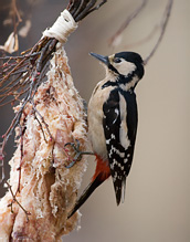 Great Spotted Woodpecker - Dendrocopos major