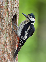 Strakapoud velký - Dendrocopos major