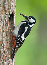 Great Spotted Woodpecker - Dendrocopos major