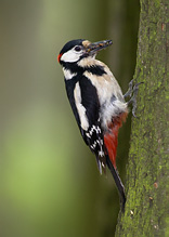 Great Spotted Woodpecker - Dendrocopos major