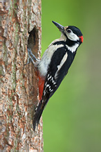 Strakapoud velký - Dendrocopos major