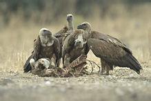 Griffon Vulture