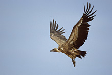 Griffon Vulture - Gyps fulvus