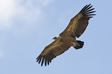 Griffon Vulture - Gyps fulvus