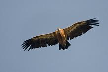 Griffon Vulture - Gyps fulvus