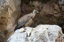 Griffon Vulture - Gyps fulvus