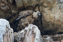 Griffon Vulture - Gyps fulvus