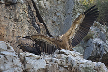 Griffon Vulture - Gyps fulvus