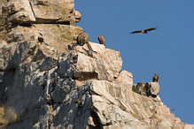 Griffon Vulture - Gyps fulvus