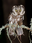 Boreal Owl - Aegolinus funereus