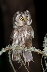 Boreal Owl - Aegolinus funereus