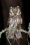 Boreal Owl - Aegolinus funereus