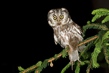 Boreal Owl - Aegolinus funereus