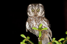 Boreal Owl - Aegolinus funereus