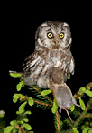 Boreal Owl - Aegolinus funereus