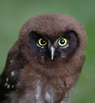 Boreal Owl - Aegolinus funereus