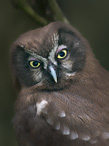 Boreal Owl - Aegolinus funereus