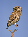 Little Owl - Athene noctua