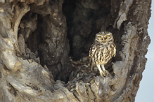 Little Owl - Athene noctua