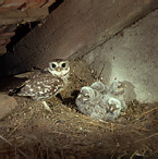 Sýček obecný - Athene noctua