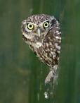 Little Owl - Athene noctua