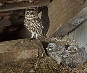 Sýček obecný - Athene noctua