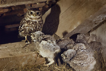 Little Owl - Athene noctua