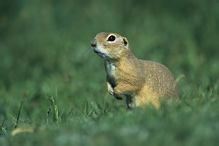 Pouched Marmot - Spermophilus citellus