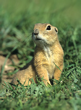 Pouched Marmot - Spermophilus citellus