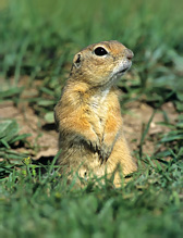 Pouched Marmot - Spermophilus citellus