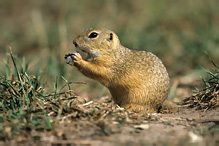 Pouched Marmot - Spermophilus citellus