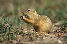 Pouched Marmot - Spermophilus citellus