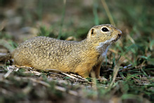 Pouched Marmot - Spermophilus citellus