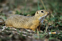 Pouched Marmot - Spermophilus citellus