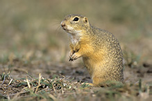 Pouched Marmot - Spermophilus citellus