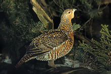 Capercaillie - Tetrao urogallus