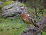 Tetřev hlušec - Tetrao urogallus