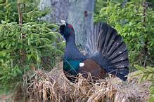 Tetřev hlušec - Tetrao urogallus