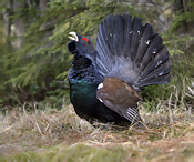 Capercaillie - Tetrao urogallus