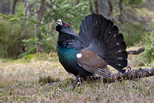 Tetřev hlušec - Tetrao urogallus