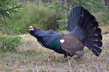 Tetřev hlušec - Tetrao urogallus