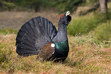 Tetřev hlušec - Tetrao urogallus