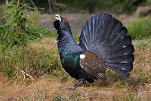 Tetřev hlušec - Tetrao urogallus