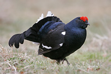 Black Grouse - Tetrao tetrix