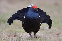 Black Grouse - Tetrao tetrix