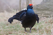 Black Grouse - Tetrao tetrix