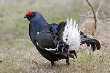 Black Grouse - Tetrao tetrix