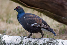 Black Grouse - Tetrao tetrix