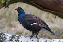 Black Grouse - Tetrao tetrix